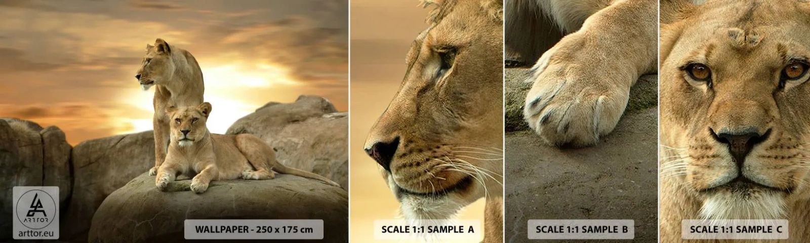 Campione Di Fotomurale Standard Eco - Maestà reale - Animali, Leone, Natura - 100x30 cm