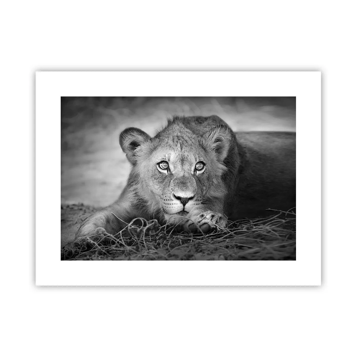 Poster - Cucciolo reale - 40x30 cm