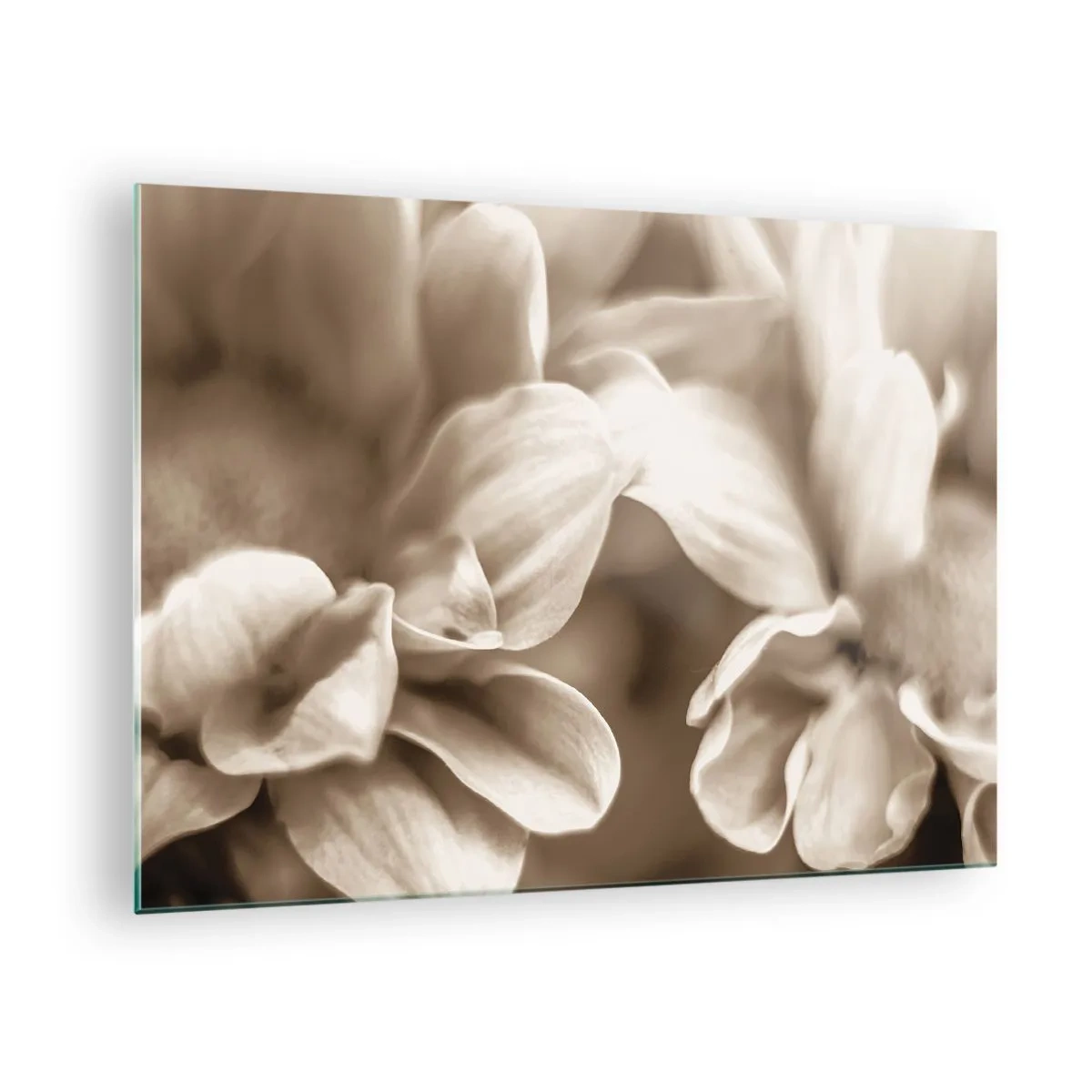 Quadro su vetro - Macrofotografia di petali di fiori chiari in seppia - 70x50cm - Mite come un sorriso - Decorazione murale moderna per soggiorno e camera da letto ARTTOR