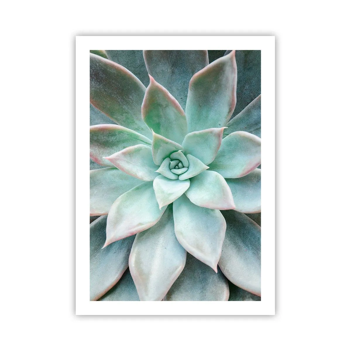 Poster - Primo piano delle foglie simmetriche di una succulenta nelle tonalità del verde. - 50x70cm - Il cuore del deserto - Decorazione murale moderna per soggiorno e camera da letto ARTTOR