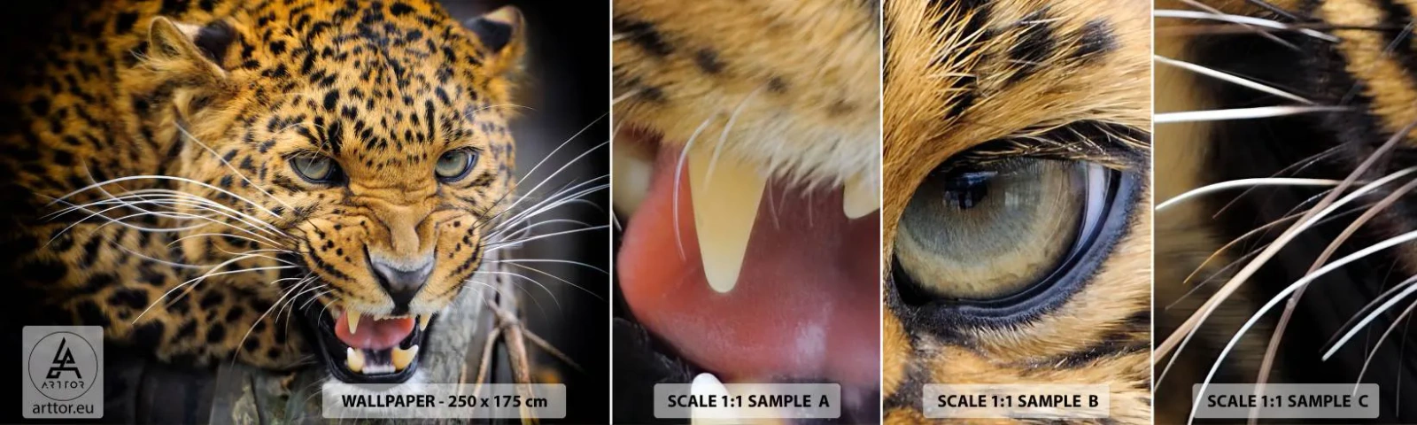 Campione di Fotomurale Adesivo Deluxe Sticker - Non avvicinarti, ti avverto! - Animali, leopardo, Gatto selvatico - 100x30 cm