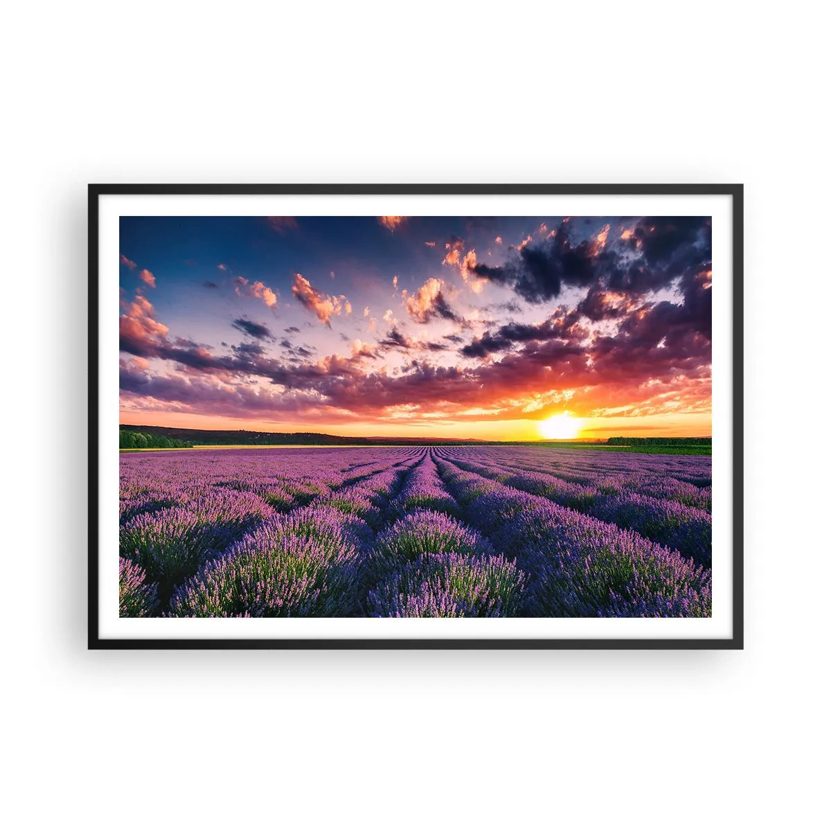 Poster in cornice nera - Un campo di lavanda al tramonto con un cielo colorato - 100x70cm - Il mondo della lavanda - Decorazione murale moderna per soggiorno e camera da letto ARTTOR