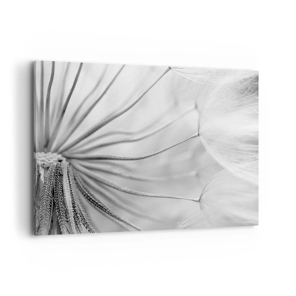Quadro su tela - Stampe su Tela - Delicati denti di leone nei toni del bianco e del nero - 120x80cm - Denti di leone, aquiloni - Decorazione murale moderna per soggiorno e camera da letto ARTTOR