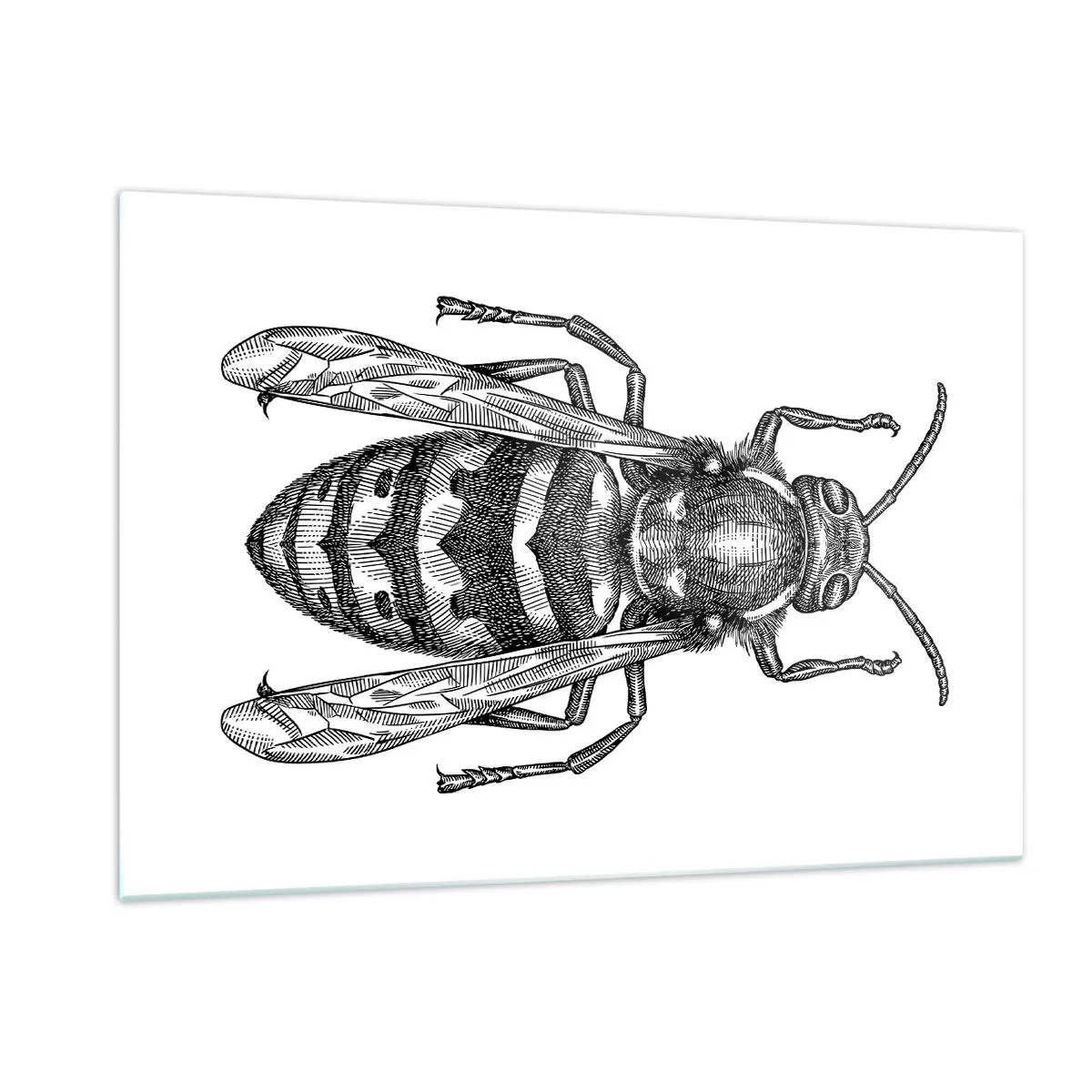 Quadro su vetro - Illustrazione retrò in bianco e nero di una vespa su sfondo bianco - 120x80cm - Dal pianeta degli insetti - Decorazione murale moderna per soggiorno e camera da letto ARTTOR