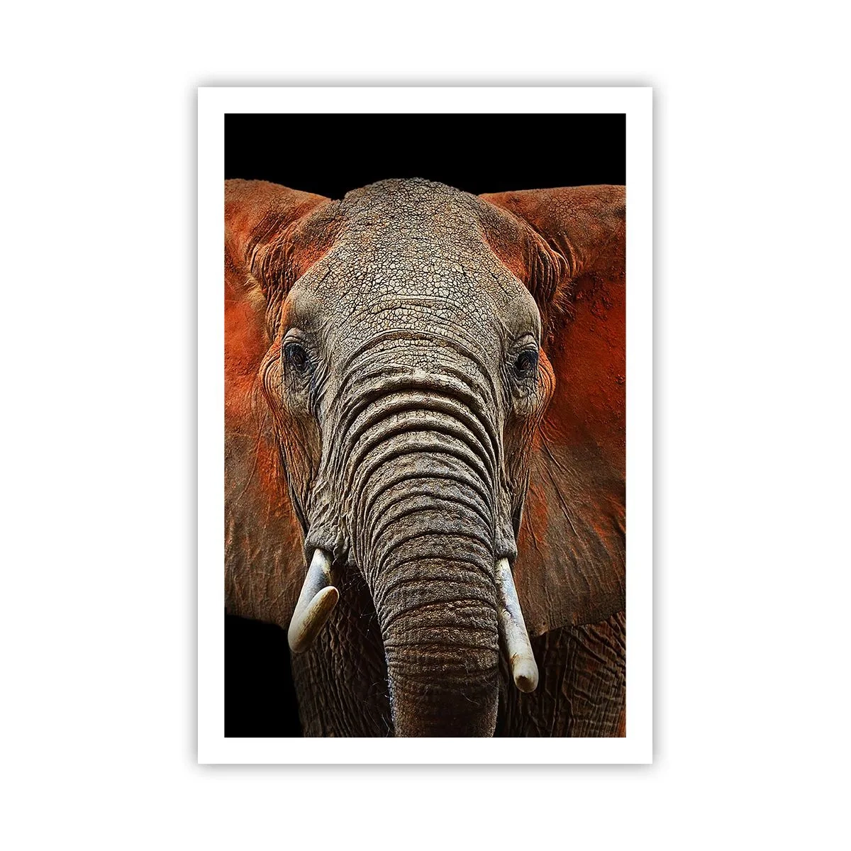 Poster - Sono selvaggio e tu? - 61x91 cm