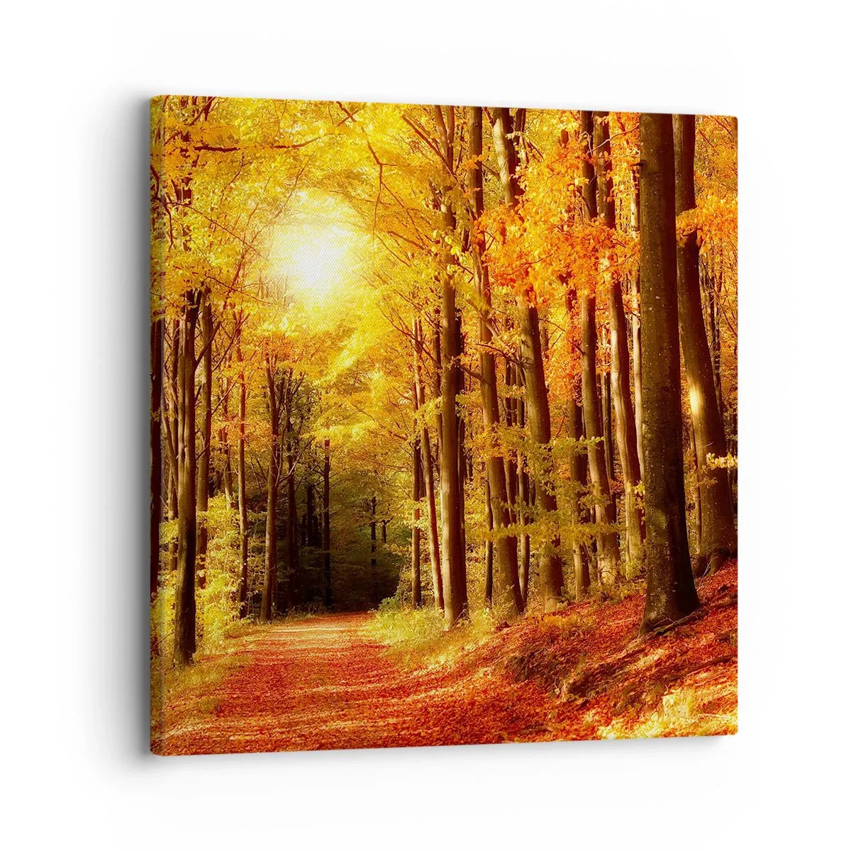 Quadro su tela - Stampe su Tela - Autunno dorato nella via nel bosco - 30x30 cm