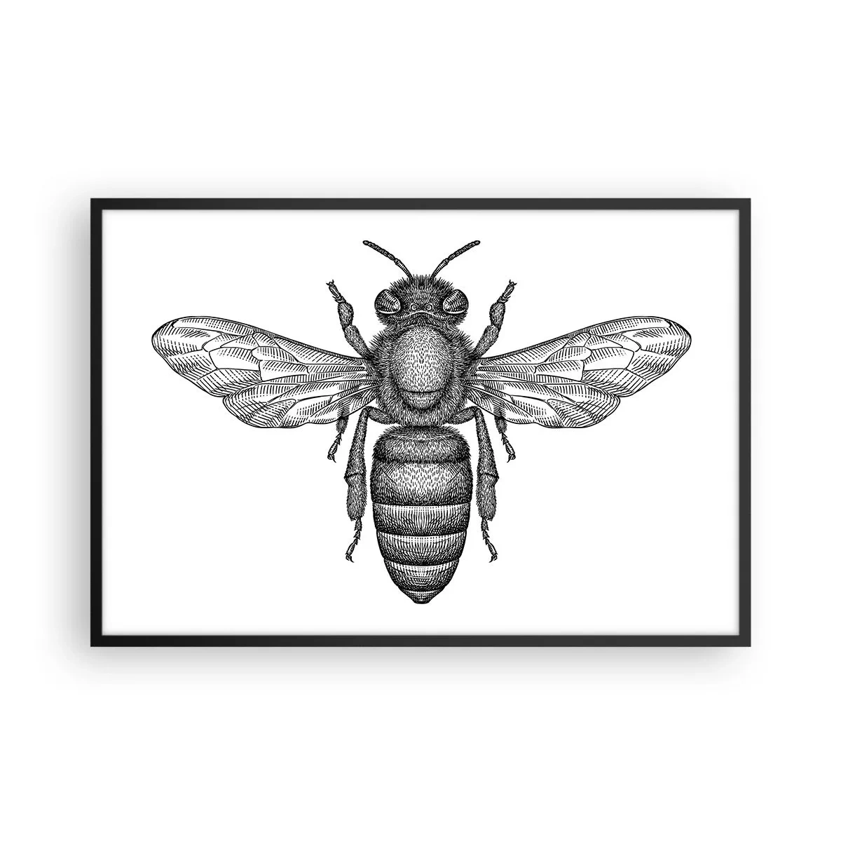Poster in cornice nera - Ritratto d'insetto - 91x61 cm