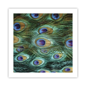 Poster - Lo sguardo del pavone - 50x50 cm
