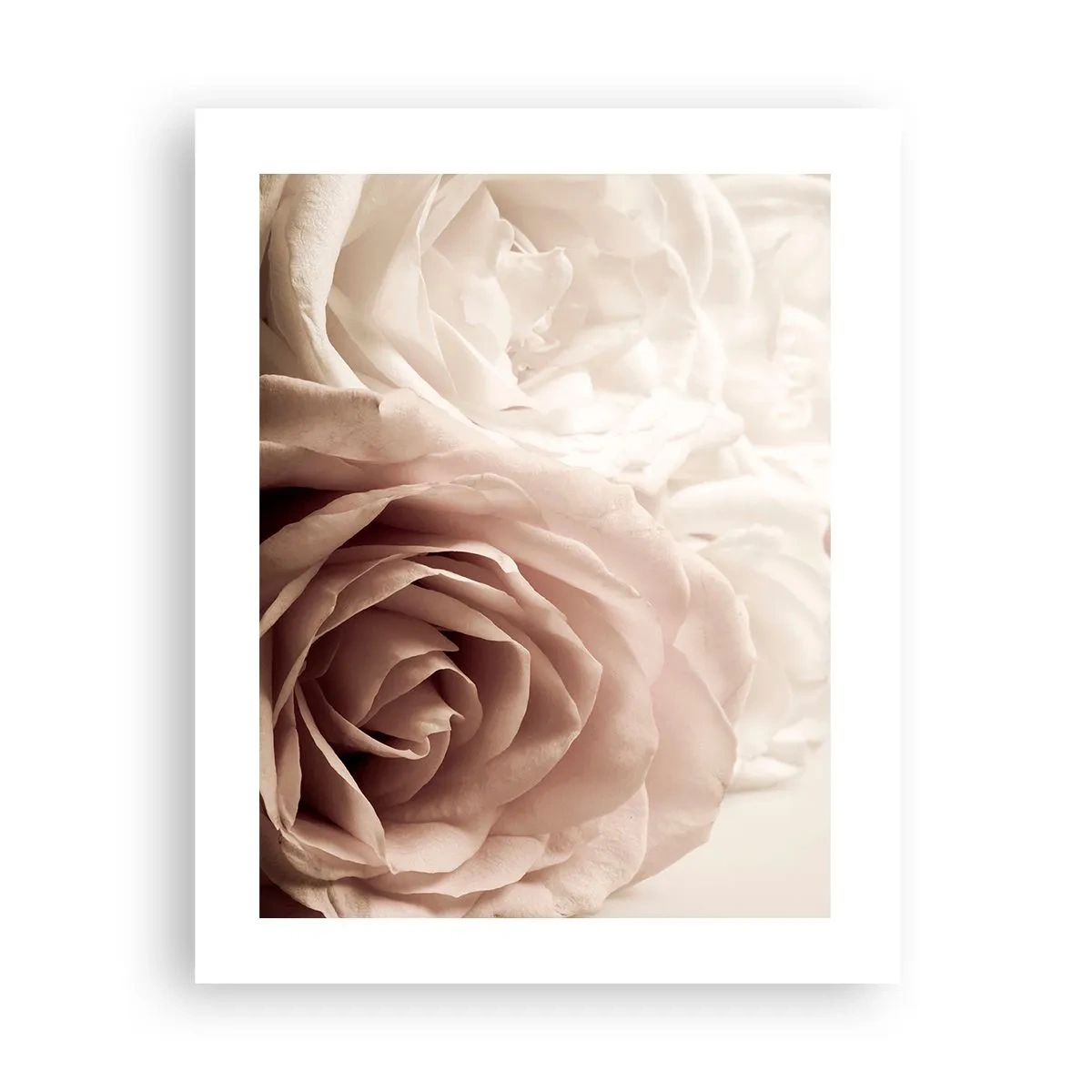 Poster - Nel cuore della rosa - 40x50 cm