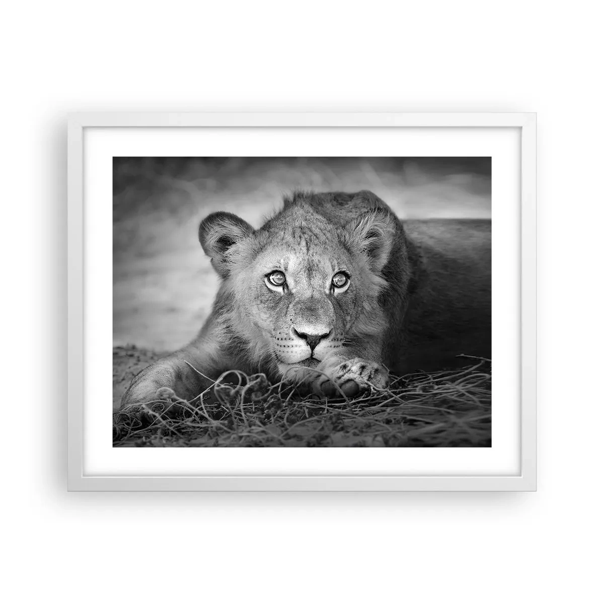Poster in cornice bianca - Cucciolo reale - 50x40 cm