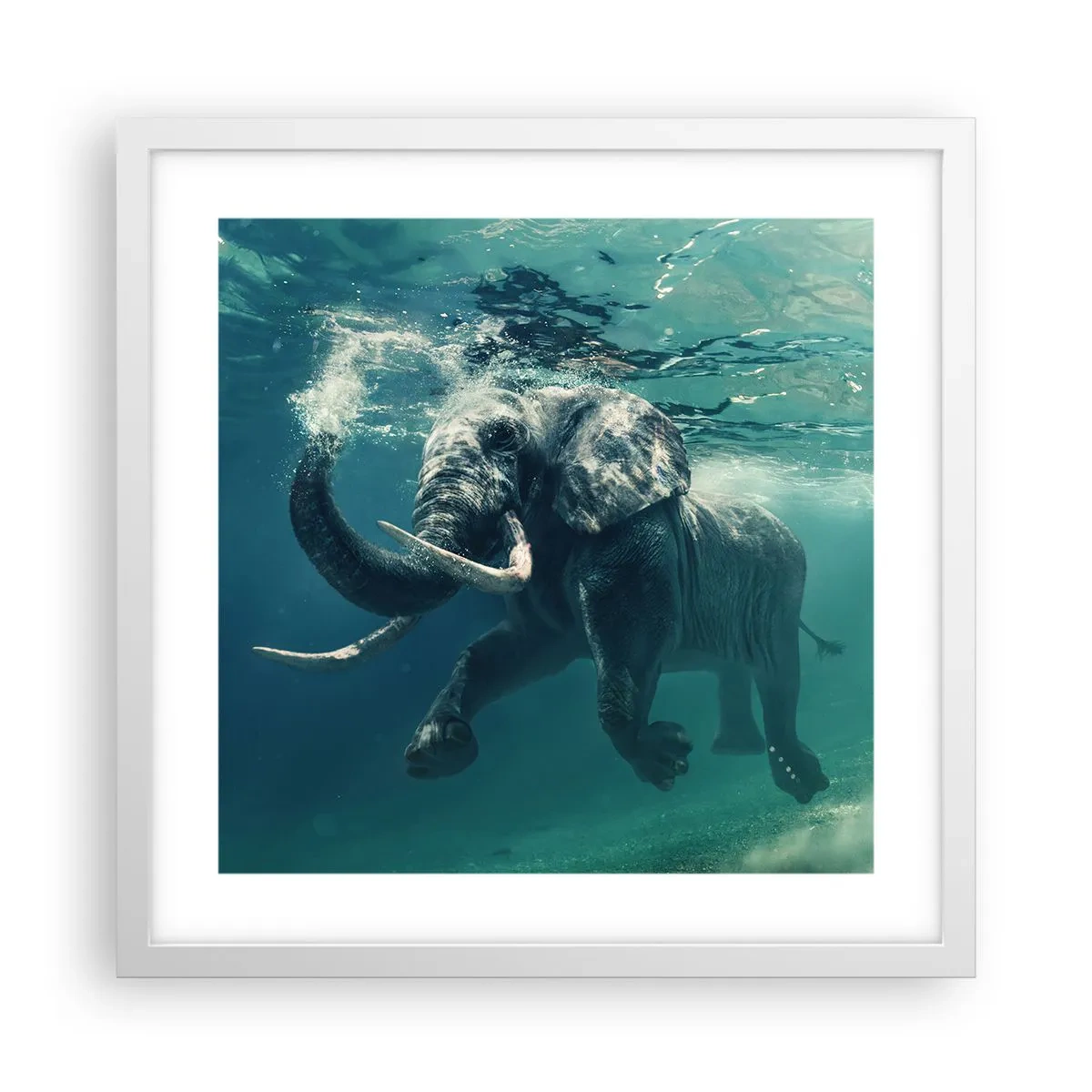 Poster in cornice bianca - Tutti amano nuotare - 40x40 cm