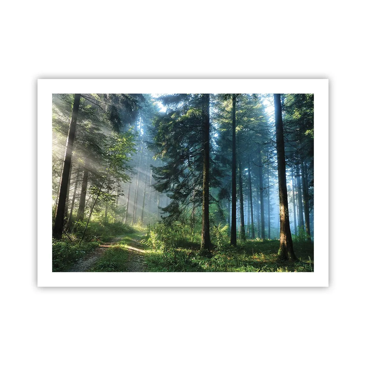 Poster - Raggiante all'alba - 70x50 cm