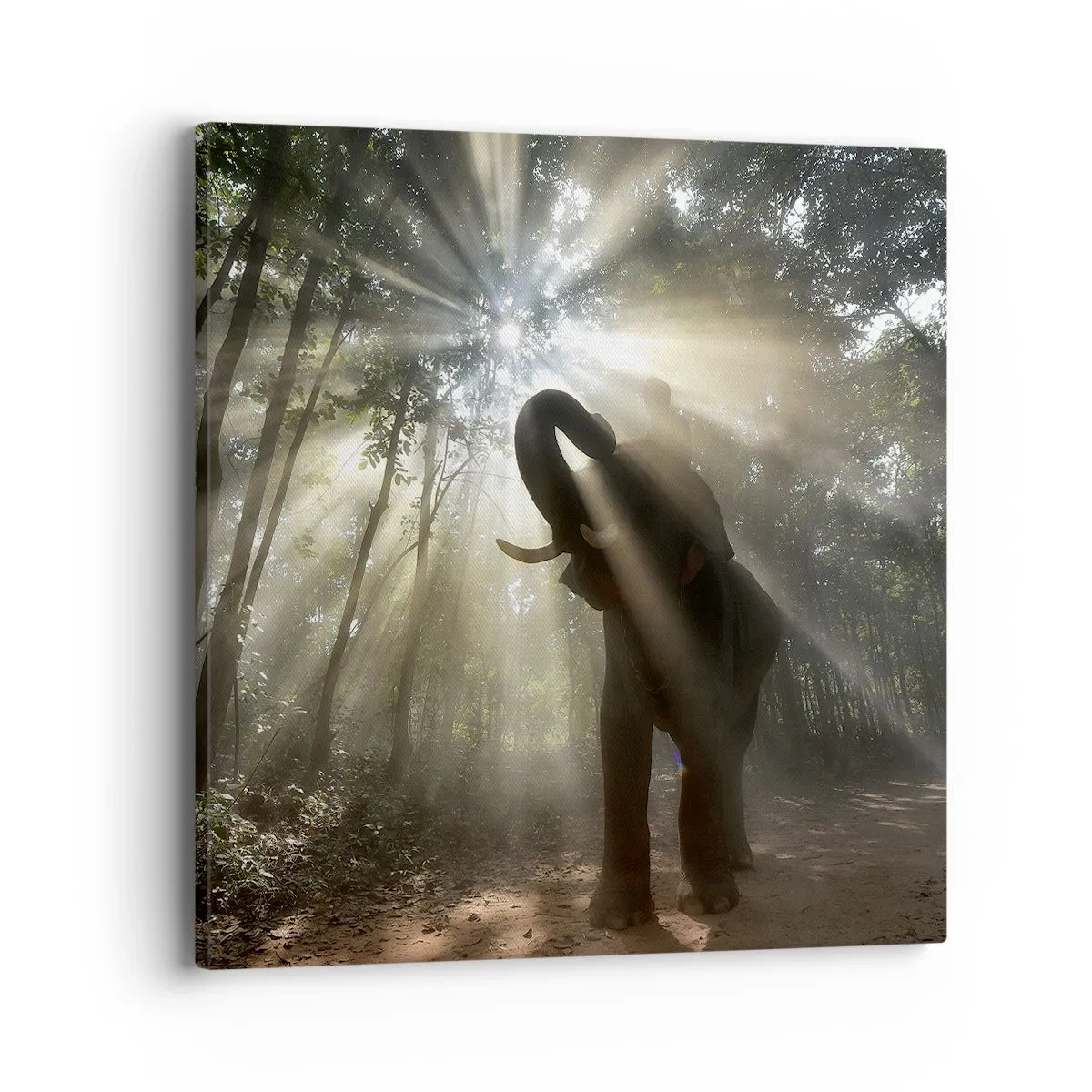 Quadro su tela - Stampe su Tela - Sotto una stella fortunata - 40x40 cm