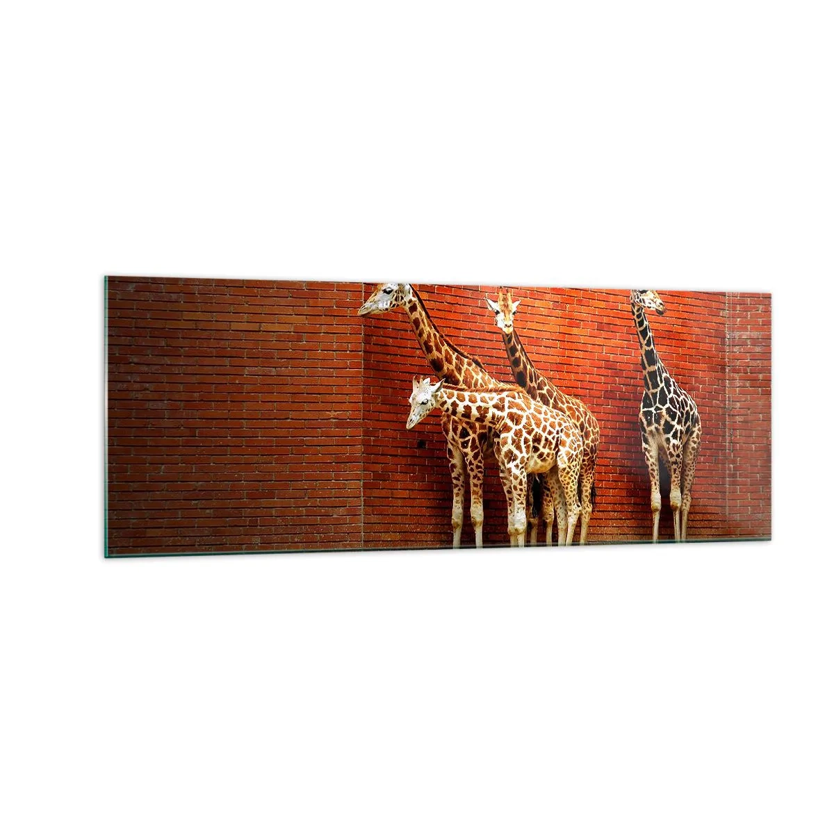 Quadro su vetro - Quattro giraffe contro un muro di mattoni in un ambiente artistico - 140x50cm - Vedete qualche acacia? - Decorazione murale moderna per soggiorno e camera da letto ARTTOR