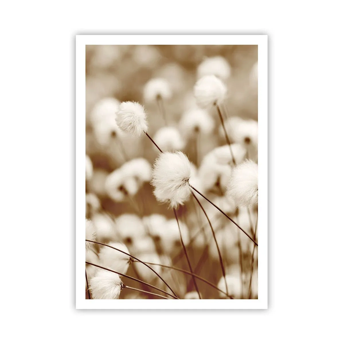 Poster - Campo di morbidezza - 70x100 cm