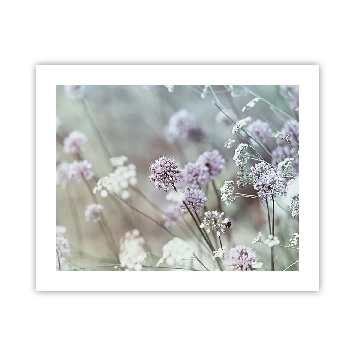 Poster - Le dolci filigrane delle erbe - 50x40 cm