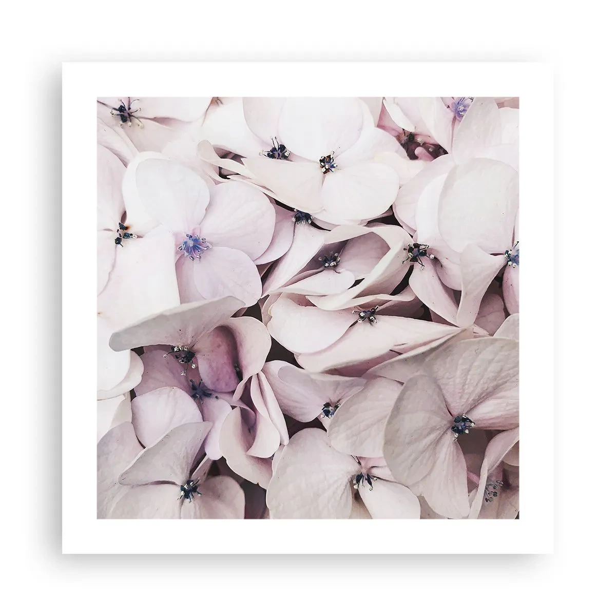 Poster - Un'alluvione di fiori - 50x50 cm