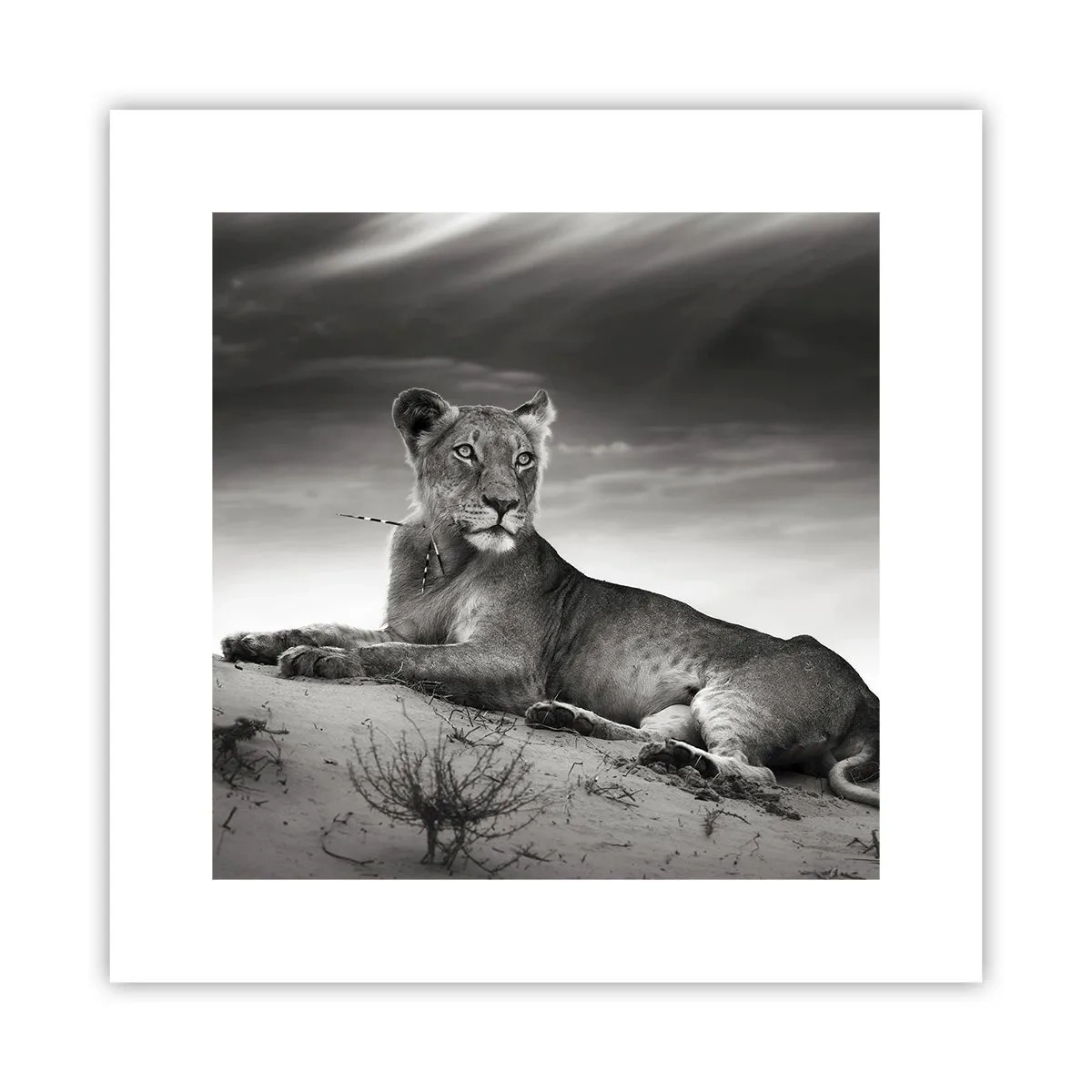 Poster - Il riposo della regina del deserto - 30x30 cm