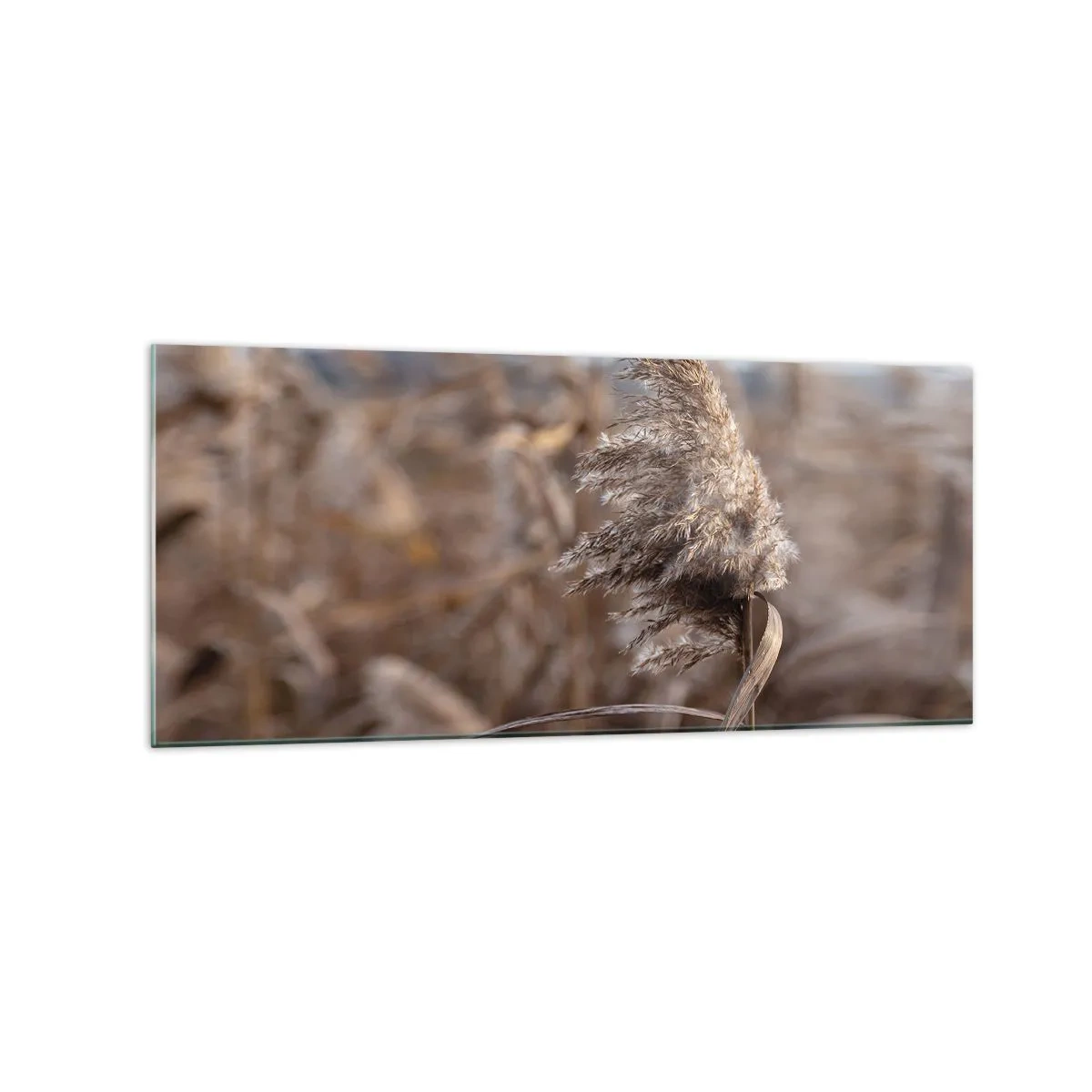 Quadro su vetro - Delicate erbe nelle tonalità del beige sullo sfondo della natura - 120x50cm - è tempo di volare col vento - Decorazione murale moderna per soggiorno e camera da letto ARTTOR