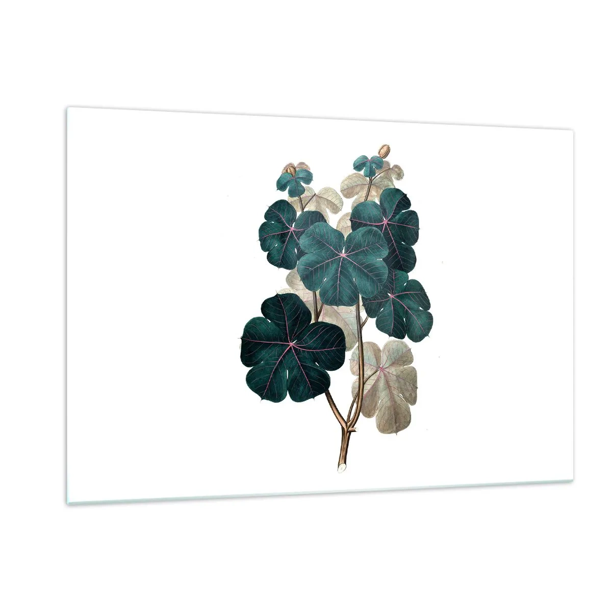 Quadro su vetro - Illustrazione botanica di foglie verdi su sfondo bianco - 120x80cm - Dal vecchio erbario - Decorazione murale moderna per soggiorno e camera da letto ARTTOR