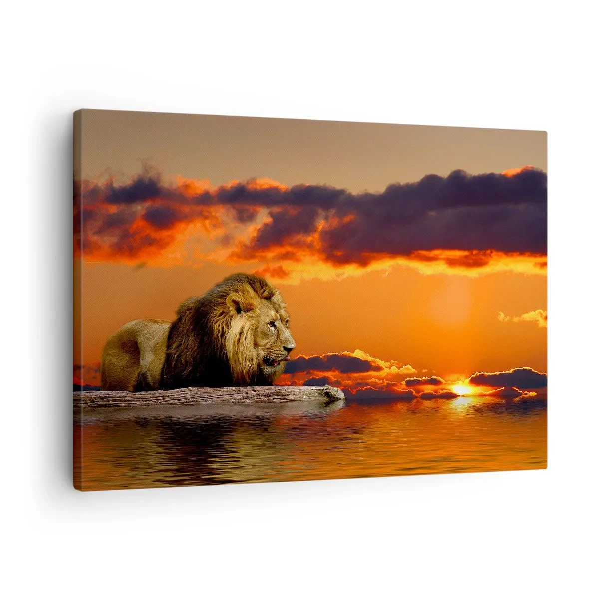 Quadro su tela - Stampe su Tela - Un leone riposa in riva all'acqua al tramonto, con un cielo spettacolare. - 70x50cm - Il re della natura - Decorazione murale moderna per soggiorno e camera da letto ARTTOR