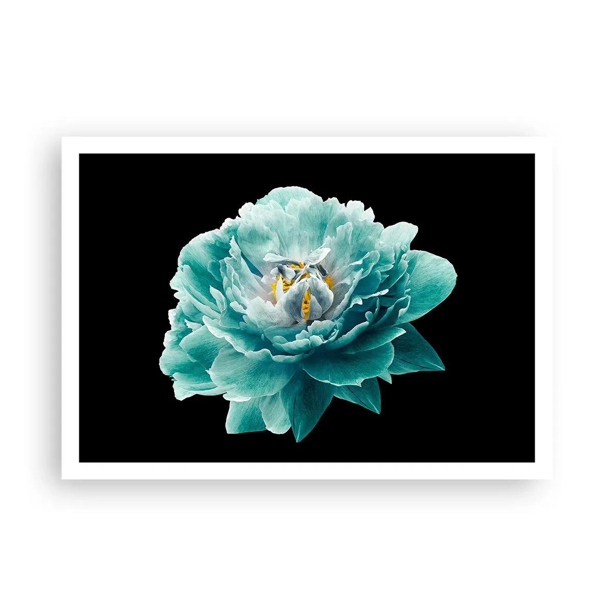 Poster - Fiore di peonia turchese su sfondo nero - 100x70cm - Petali blu e oro - Decorazione murale moderna per soggiorno e camera da letto ARTTOR