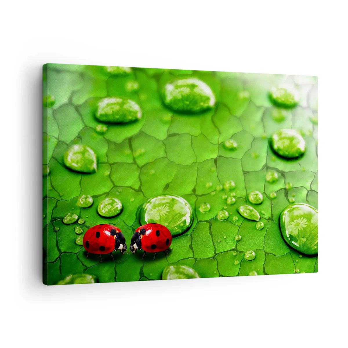 Quadro su tela - Stampe su Tela - Due coccinelle su una foglia con gocce d'acqua in macrofotografia - 70x50cm - Incontro in verde - Decorazione murale moderna per soggiorno e camera da letto ARTTOR
