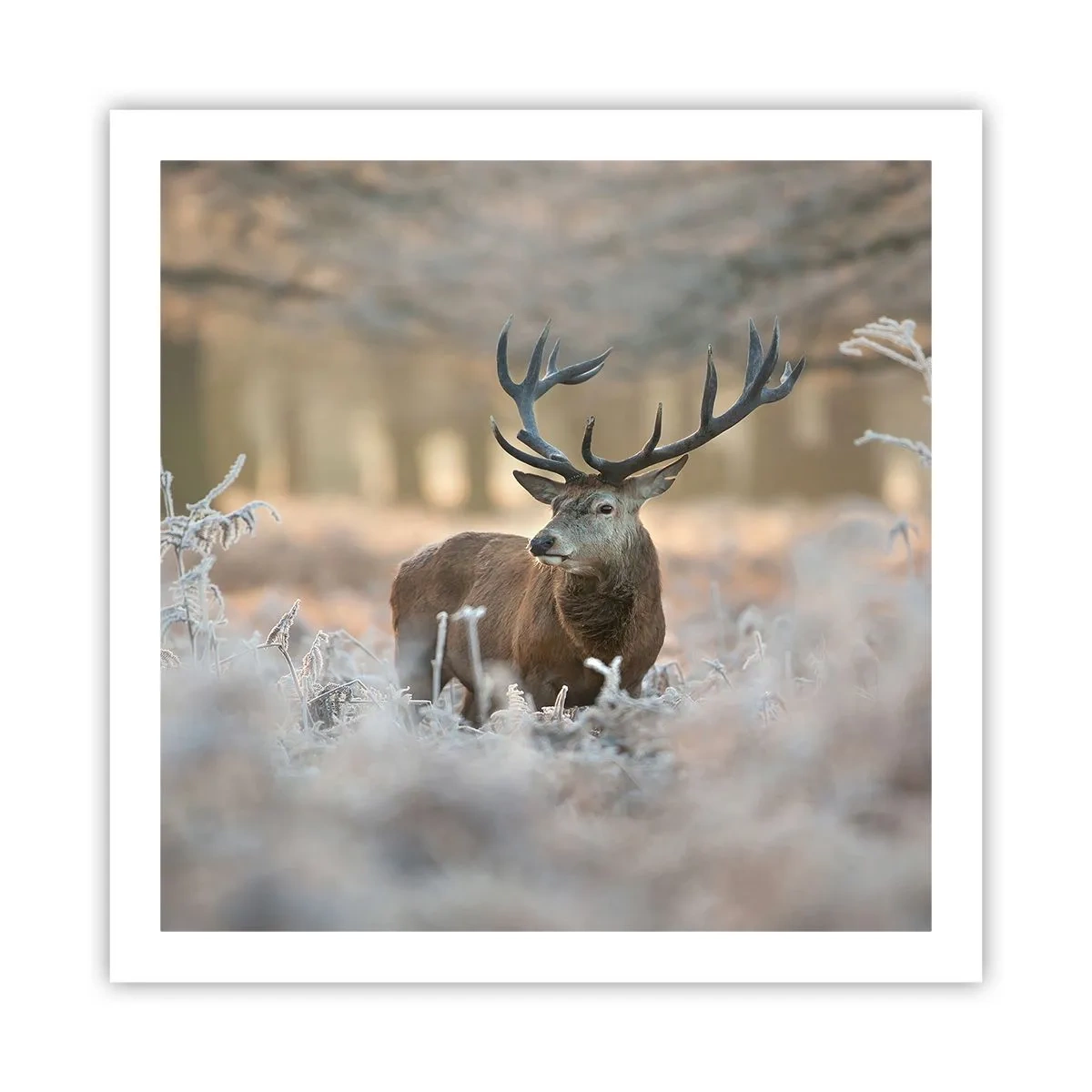 Poster - Fresco mattino - 60x60 cm