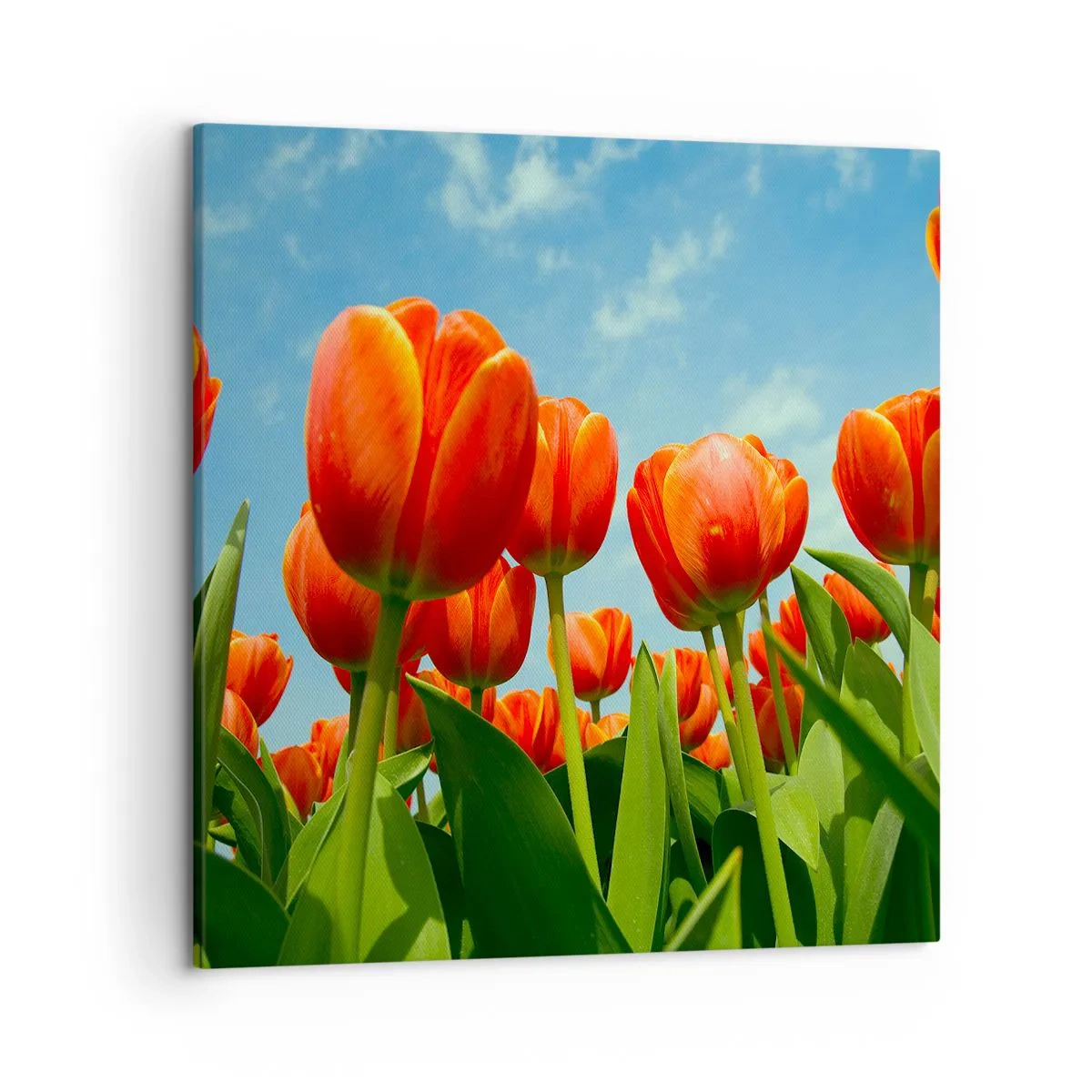 Quadro su tela - Stampe su Tela - A loro non serve nulla oltre al cielo azzurro - 50x50 cm