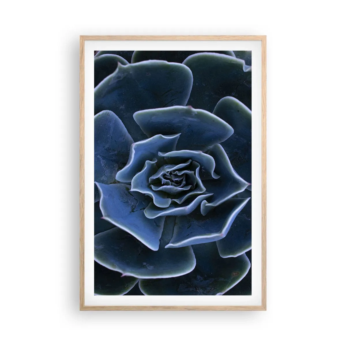 Poster in cornice rovere chiaro - Fiore del deserto - 61x91 cm