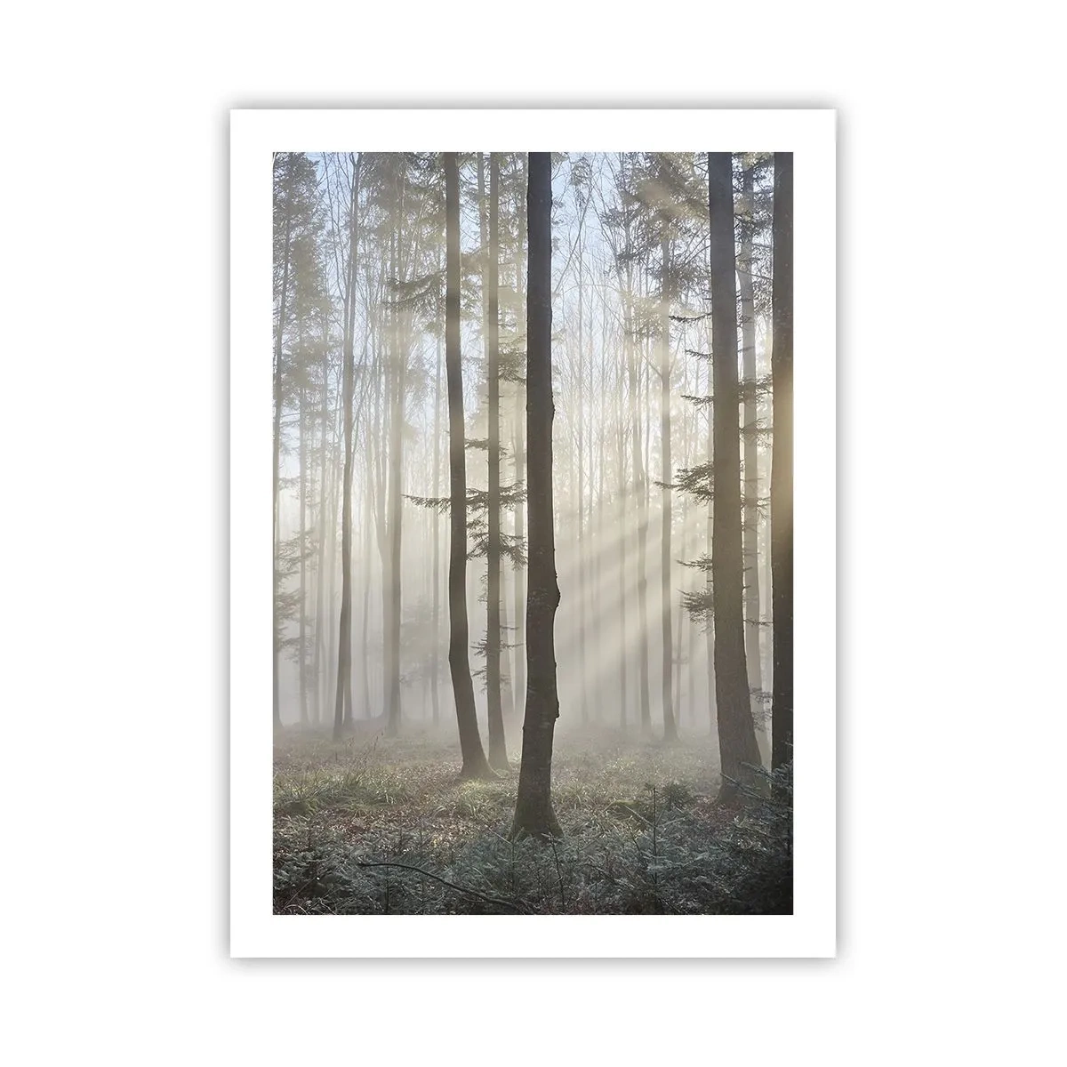 Poster - Una mattina nebbiosa nella foresta con raggi di sole - 50x70cm - Anche la nebbia si è svegliata - Decorazione murale moderna per soggiorno e camera da letto ARTTOR