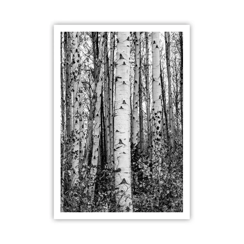 Poster - Colonnato di betulle - 70x100 cm