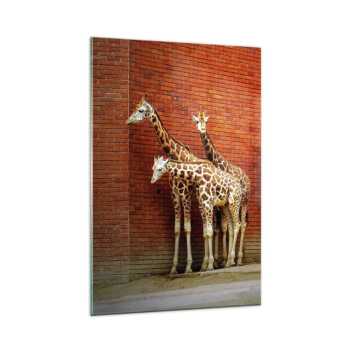 Quadro su vetro - Quattro giraffe contro un muro di mattoni in un ambiente artistico - 80x120cm - Vedete qualche acacia? - Decorazione murale moderna per soggiorno e camera da letto ARTTOR