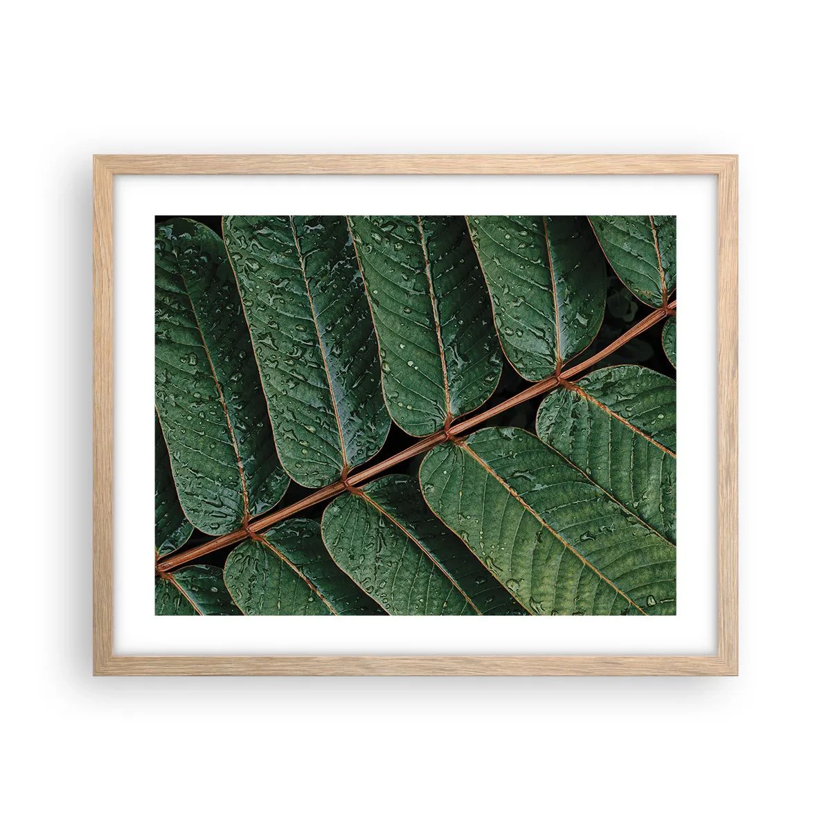Poster in cornice rovere chiaro - Al ritmo verde - 50x40 cm