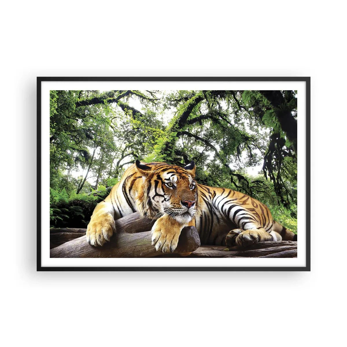 Poster in cornice nera - Una tigre che riposa in una foresta tropicale - 100x70cm - Con espressioni di stima - Decorazione murale moderna per soggiorno e camera da letto ARTTOR