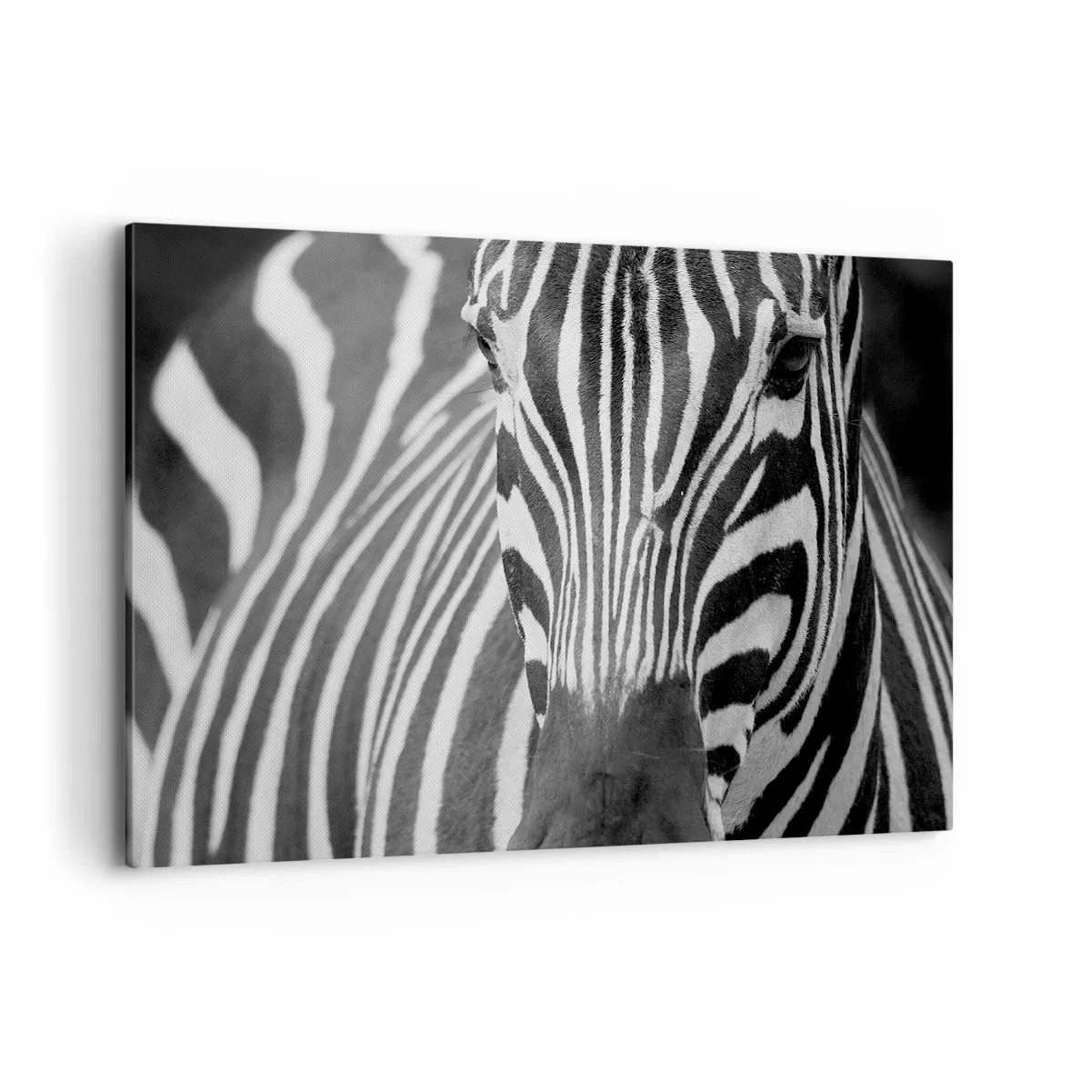 Quadro su tela - Stampe su Tela - Primo piano in bianco e nero di una zebra con le sue strisce distintive. - 100x70cm - Il mondo è in bianco e nero - Decorazione murale moderna per soggiorno e camera da letto ARTTOR