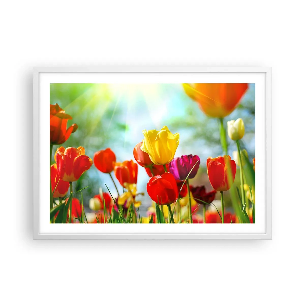 Poster in cornice bianca - Tutti i colori del sole - 70x50 cm