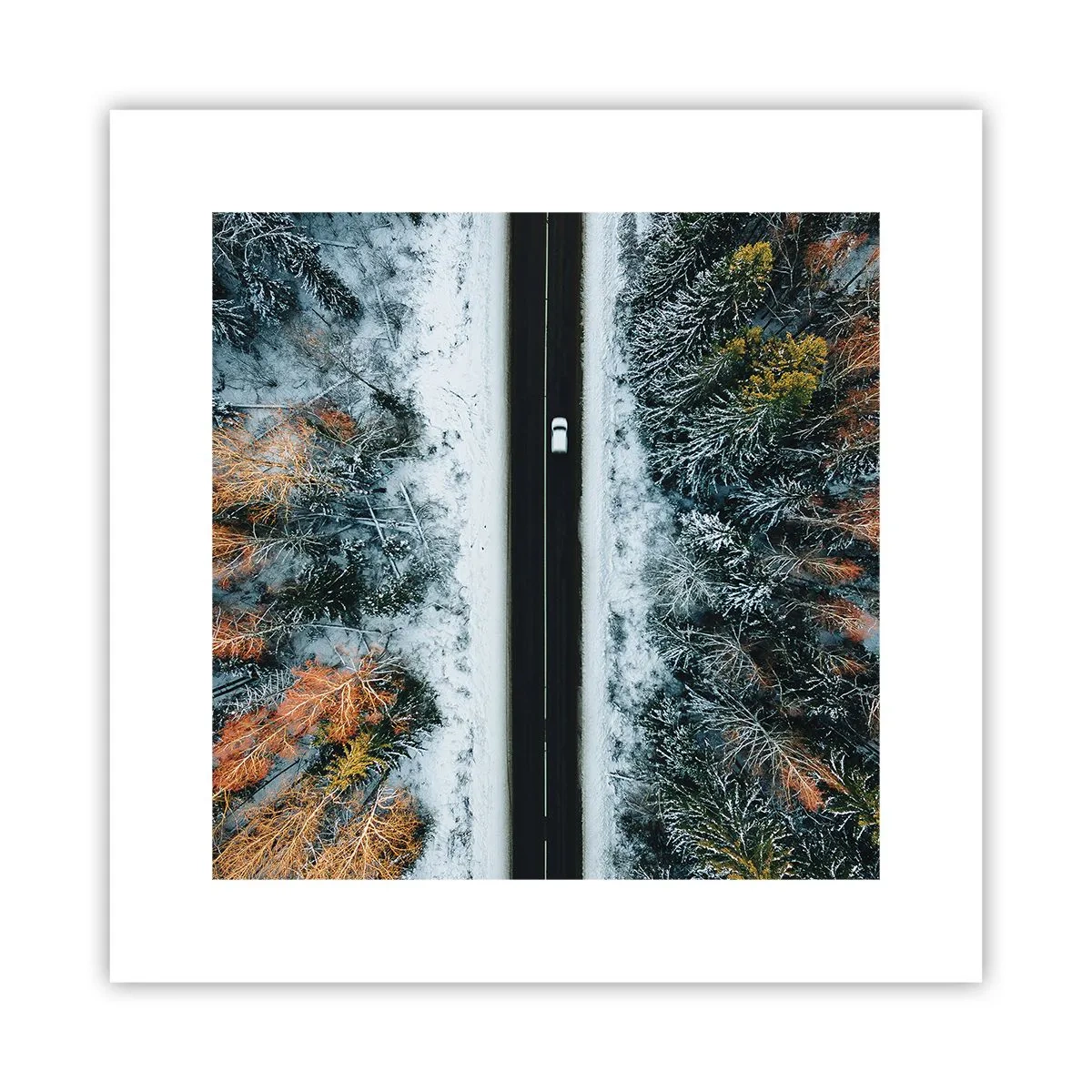 Poster - Tagliando la foresta invernale - 30x30 cm