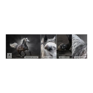 Campione di Fotomurale Adesivo Deluxe Sticker - Grigio è bello - Animali, Cavallo arabo, Natura - 100x30 cm