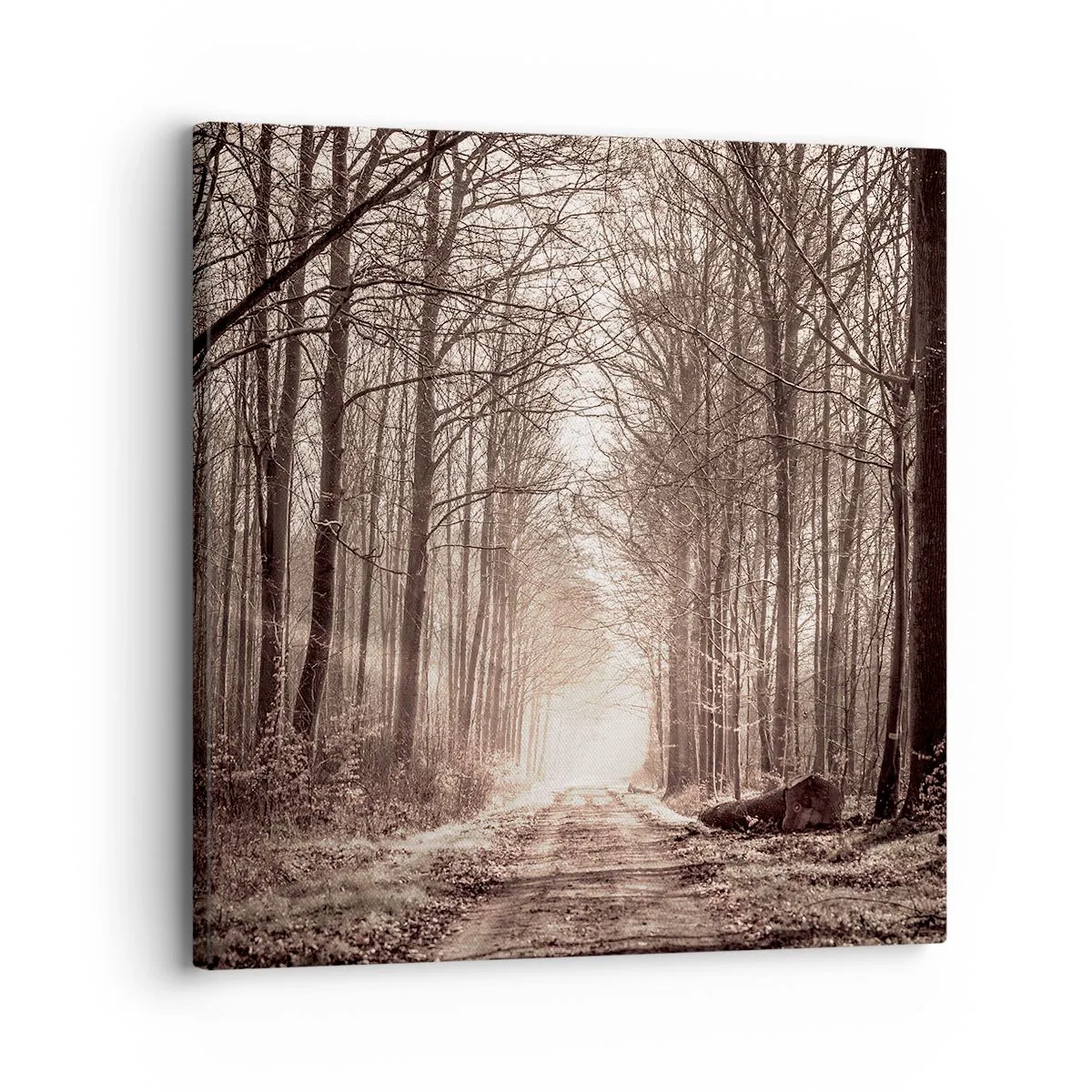 Quadro su tela - Stampe su Tela - La cattedrale del bosco - 30x30 cm