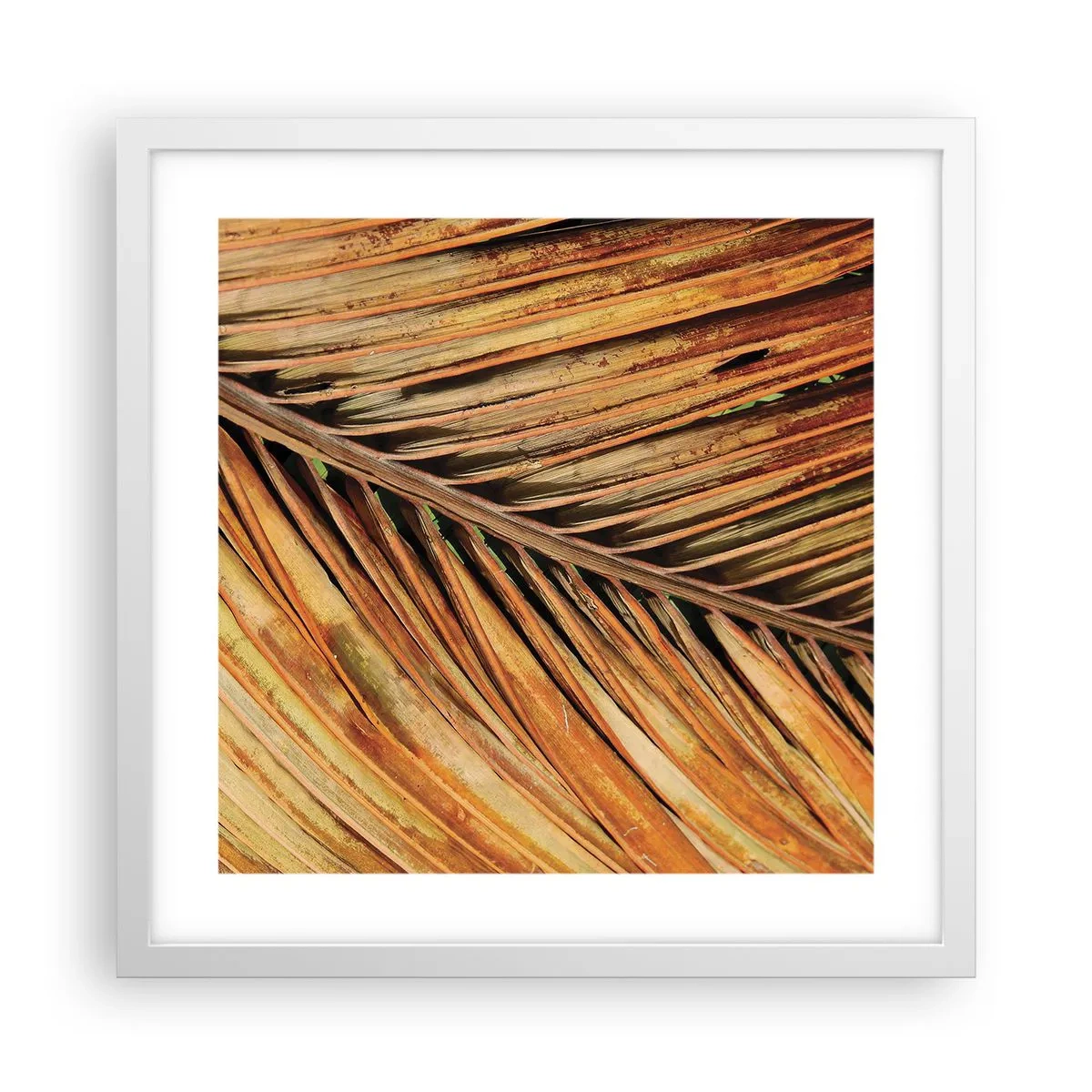Poster in cornice bianca - Oro di cocco - 40x40 cm