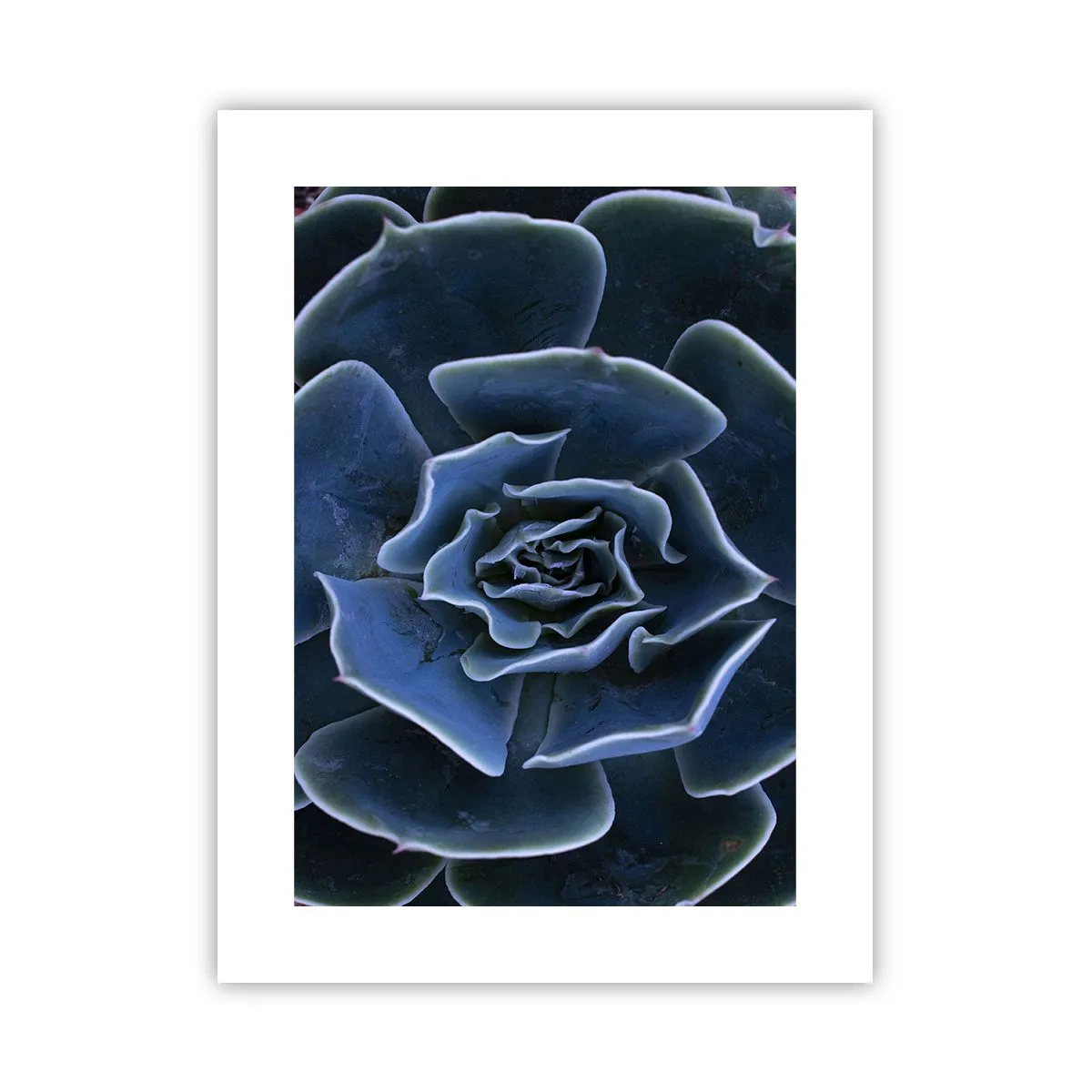 Poster - Fiore del deserto - 30x40 cm