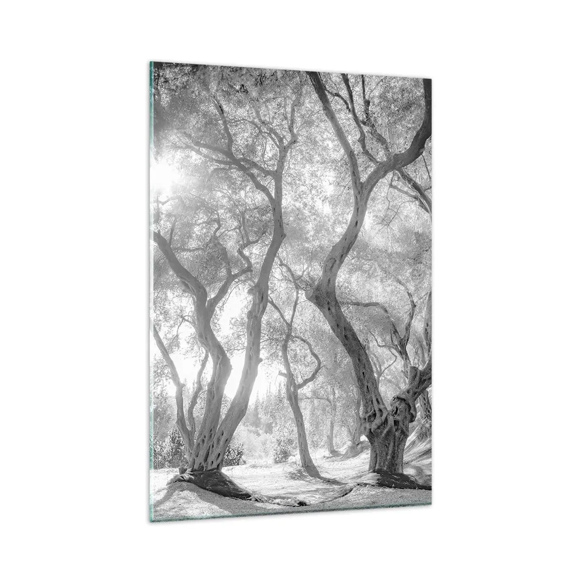 Quadro su vetro - Vista in bianco e nero degli alberi in un uliveto con raggi di sole - 80x120cm - Nell'orto degli ulivi - Decorazione murale moderna per soggiorno e camera da letto ARTTOR