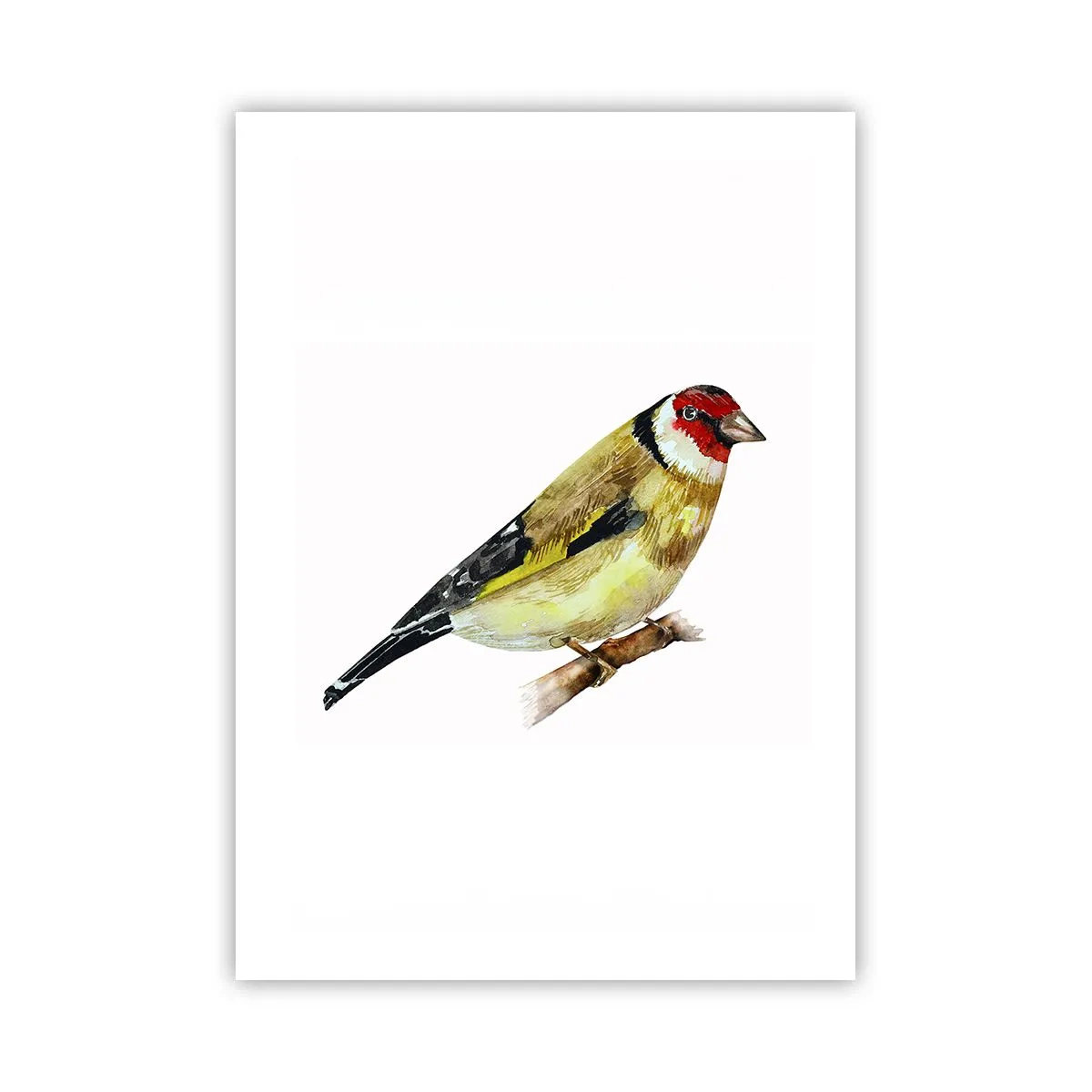 Poster - Cardellino su un ramo in stile acquerello - 50x70cm - Ritratto di uccello - Decorazione murale moderna per soggiorno e camera da letto ARTTOR