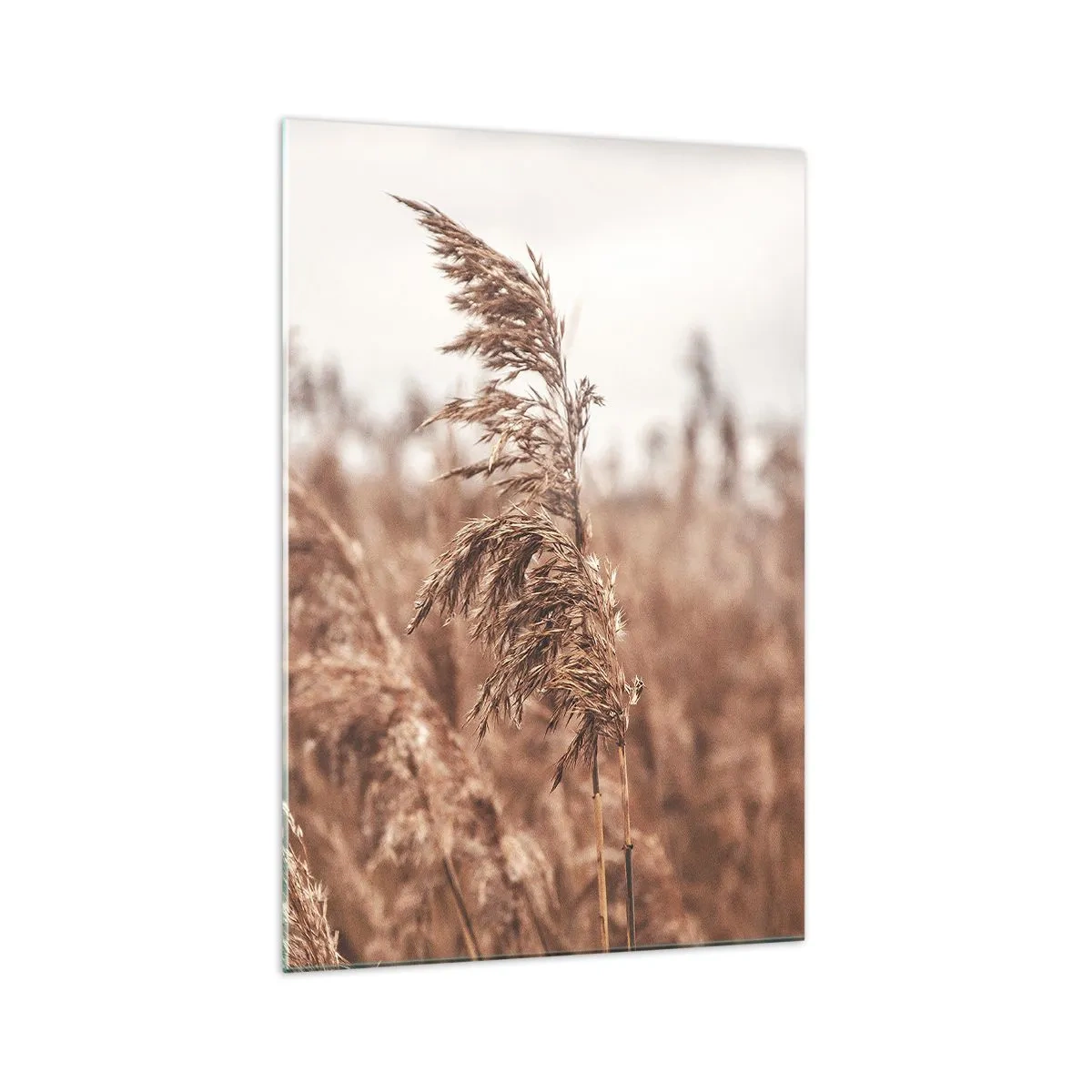 Quadro su vetro - Erbe dorate sullo sfondo di un paesaggio autunnale - 70x100cm - Nei campi è già autunno - Decorazione murale moderna per soggiorno e camera da letto ARTTOR