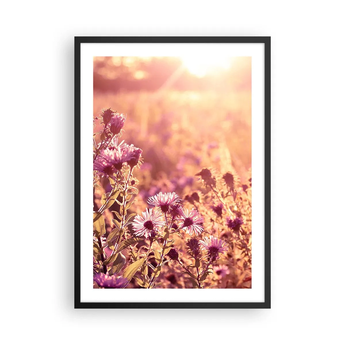Poster in cornice nera - Un campo di fiori viola alla luce del sole al tramonto - 50x70cm - Prima della fine dell'estate - Decorazione murale moderna per soggiorno e camera da letto ARTTOR