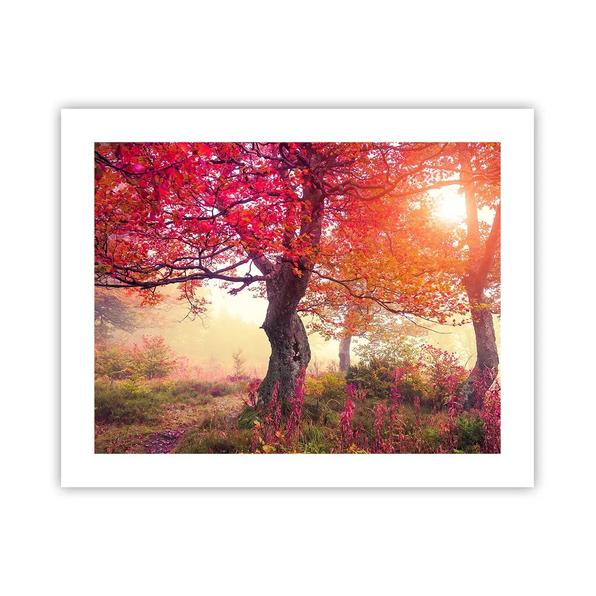 Poster - L'esplosione della fioritura - 50x40 cm