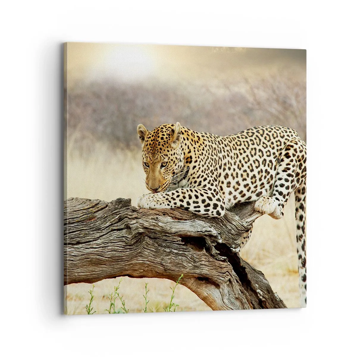 Quadro su tela - Stampe su Tela - Vado per la mia strada - 70x70 cm