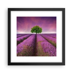 Poster in cornice nera - Sui campi di lavanda - 30x30 cm