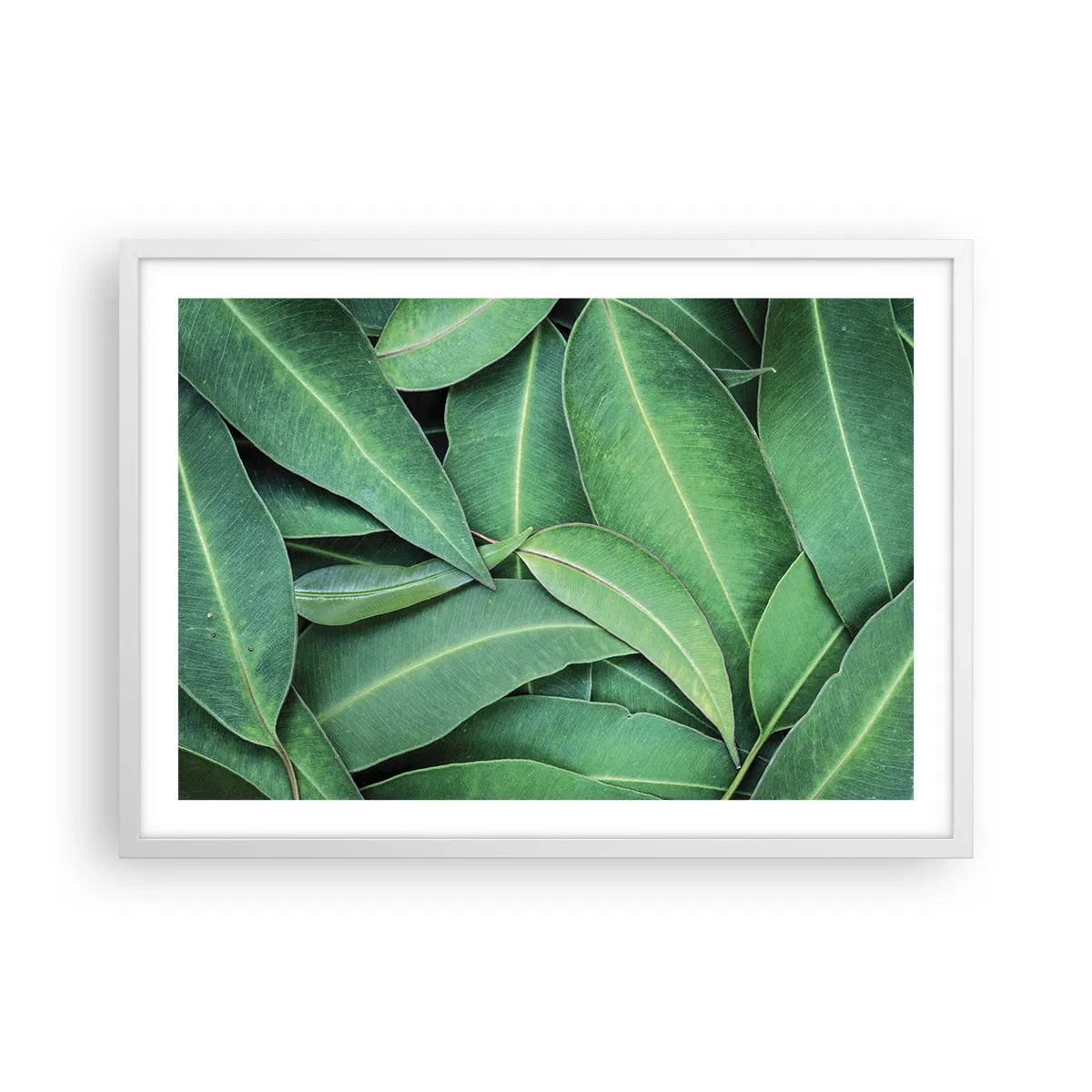 Poster in cornice bianca - Succosi e freschi - 70x50 cm